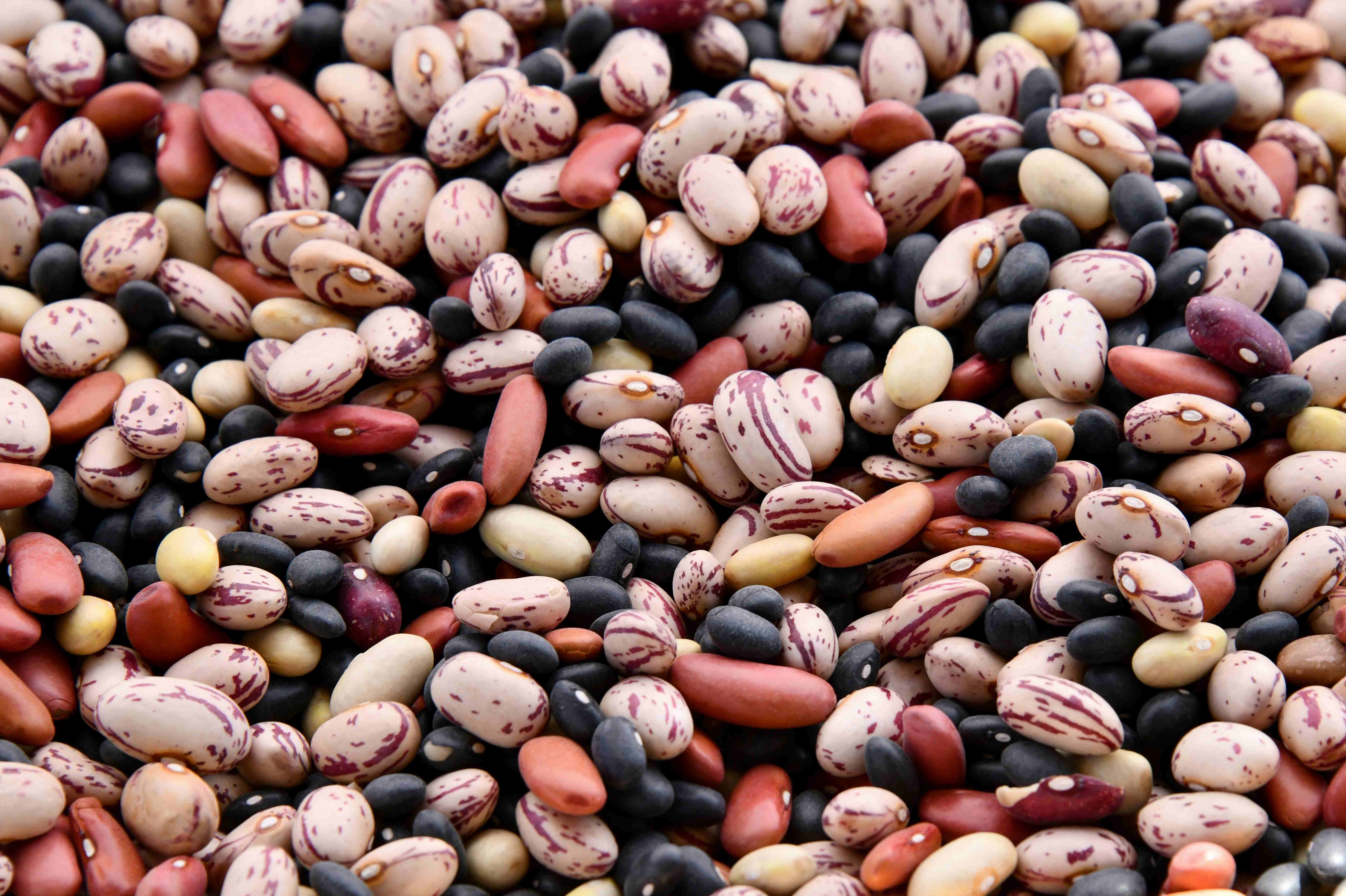 Velká hrst různých odrůd fazolí.